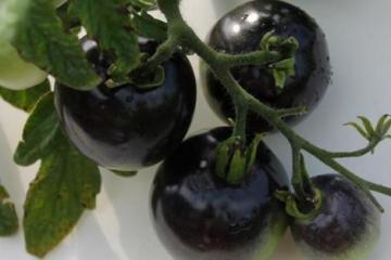 仰仗花青素“黑蔬菜”流行30元/斤的“黑番茄”愿意尝尝吗
